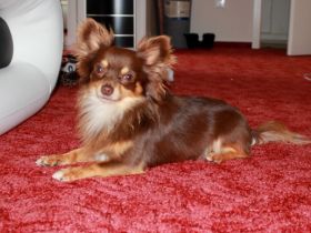 Zarko von den Lucky lobos