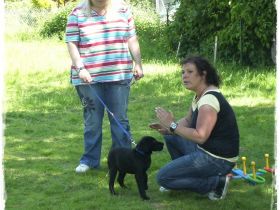 Hundeschule vier mit zwei