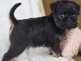 Imgosbull  Zwerggriffon Brabanter und Griffon.