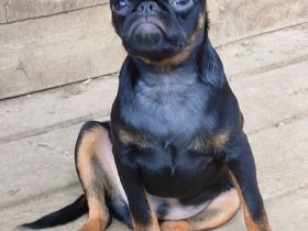 Imgosbull  Zwerggriffon Brabanter und Griffon.