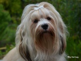 Eomir of velvet Dreams