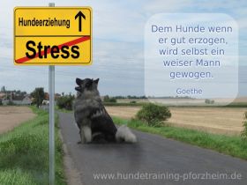 Mobile Hundeschule Silvia Kaczmarek