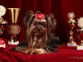 Maksik Magic Faberge