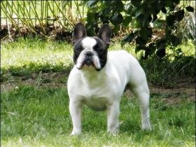 Bartholomäus von den Ruhrpott Bullys