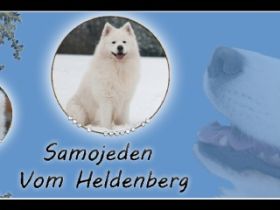 Samojeden Vom Heldenberg