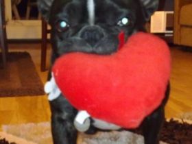 Sergen (erfahrener Deckrüde)