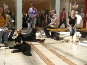 Hundepädagoge - Hunde sind unsere Leidenschaft