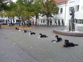 Hundeschule Britta Grunau