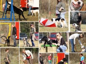 Hundeschule Karl-Kraus