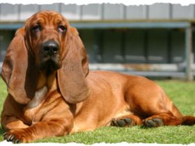 Cajus vom Mariensiel ( gen.  Lakka)