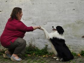 mobile Hundeschule sitz-platz-bleib