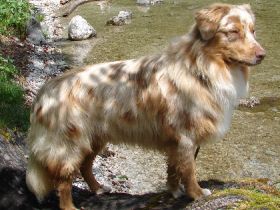 Haidriver's Blue Ice Jack