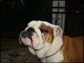 BRITISH GLADIATOR THE LAST IDOL