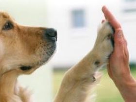 LEG - Coaching * mobile Hundeschule