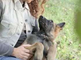 Hundeschule Reinjas Hundezentrum bei Ansbach