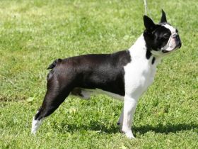 JCh.Ch.Baron z Mirove ulice