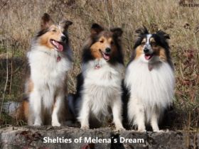 of Melena´s Dream