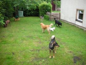 Hundebetreuung CaninCare