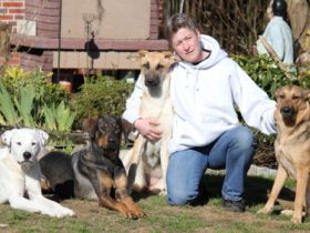 DOGGYmobil - der Gassiservice