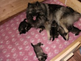 Despinas Zauberwölfe