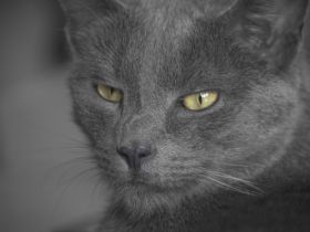 Naturheilpraxis für Haustiere