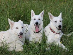 von der Nellenburgbande