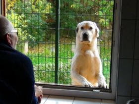 DOG-InForm / Mirjam Cordt