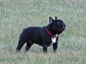 Ivanhoe De La Coeur De La Mer