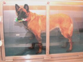 Physiotherapie für Hunde Suzanne Hiltpolt-Tschurtschenthaler-Ts