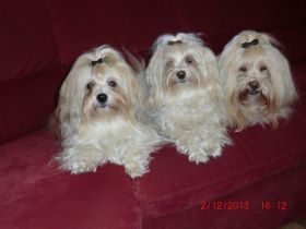 aus dem Himmel der kleinen Engel