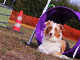 Hundeschule Doxx / Welpenfrühförderung