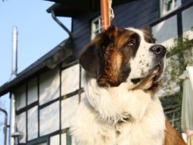 Tierheilzentrum Eifel, Naturheilkundezentrum für Tiere