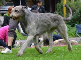 Mult.CH.Jch.Barbarian Lancelot SAVINIKA