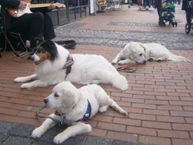Akademie für Assistenzhunde-Kati Zimmermann