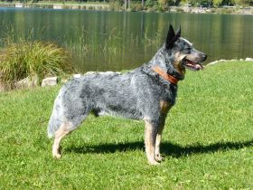 Ch. A DOG CALLED BLUE ARI FROM STICK VALLEY