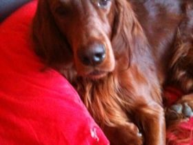 Astor vom Tannenzapfenland