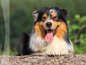 Hoeke's Guard of Honor DNA-CP