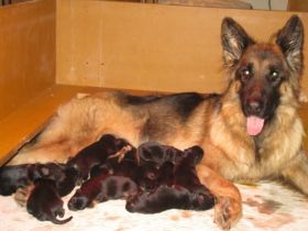 von den Altmühlauen