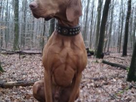 Basti vom Luidpoldplatz (Rufname: Falco)