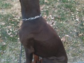 Tyson Guard of the Triumphal FCI