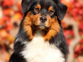 Hoeke's Slow Motion Daydream DNA-VP