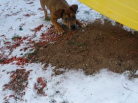 Baikal (Boxer Mischling)