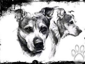 Hundeschule Schweinfurt