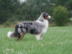 Troublemaker's Lucky Star Liam