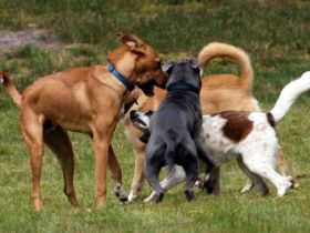 Hundespielplatz in Ratzeburg