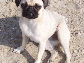 Everybody´s Darling