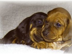 von Stachowskis Lacknasen