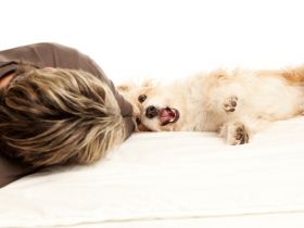 Hundeschule HARMONIA R. Stegemann