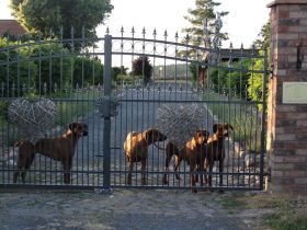 Rhodesian Ridgeback von Lugathoba