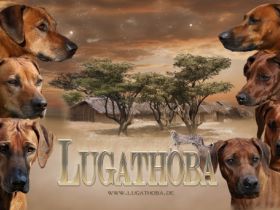 Rhodesian Ridgeback von Lugathoba